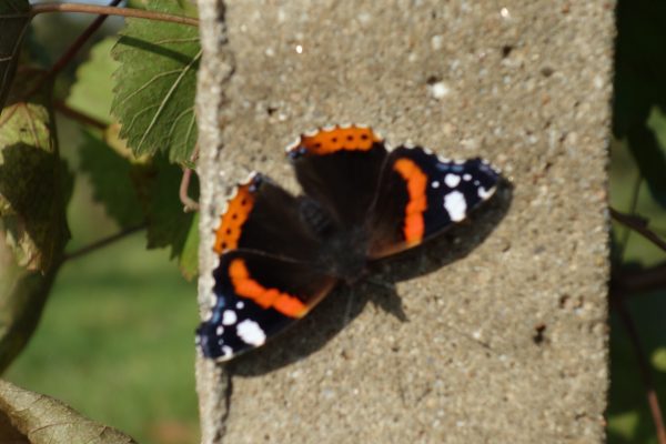 Sázení lipové aleje 2015