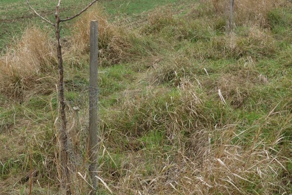 Jarní sázení 2016