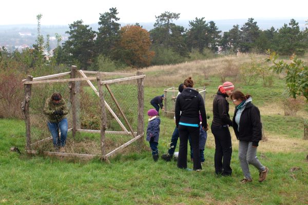 Sázení do oplocenek na Markově kopci 2019