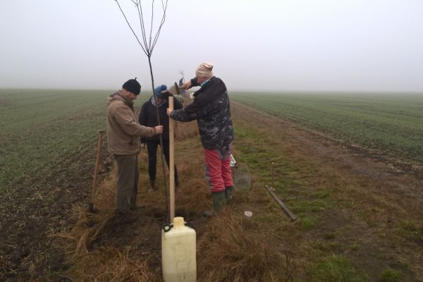 Dosazování aleje u Damnic 2016