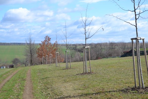 Třešňová alej – jaro 2013